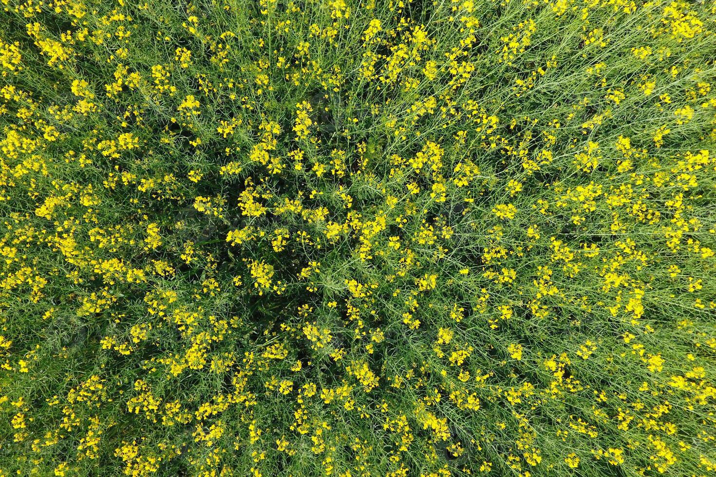campo do floração estupro. topo Visão a partir de a drone. estupro, uma siderático plantar com amarelo flores campo com siderados foto