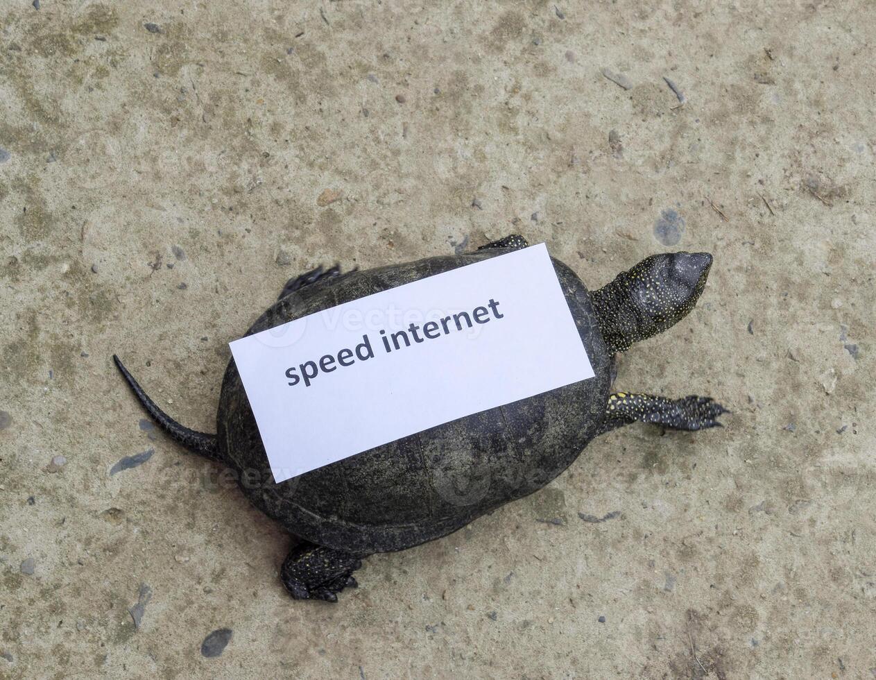 Internet velocidade. uma mau Internet símbolo. baixo baixar velocidade. lento Internet. comum rio tartaruga do temperado latitudes. a tartaruga é a antigo réptil. foto