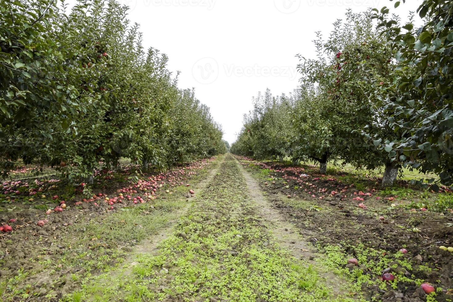 maçã Pomar. linhas do árvores e a fruta do a terra debaixo t foto