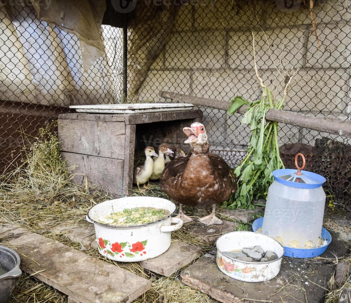 muscovy Pato mãe com patinhos. foto