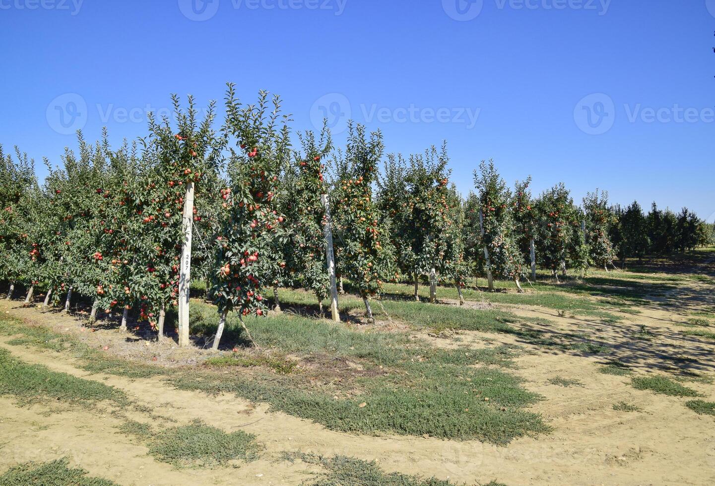 maçã Pomar. linhas do árvores e a fruta do a terra debaixo t foto