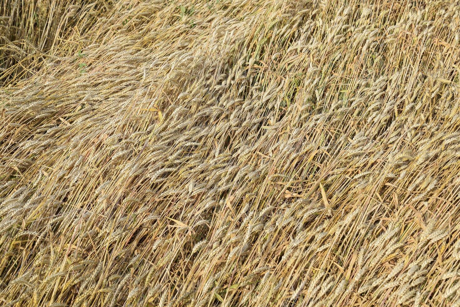 maduro trigo em a campo. espiguetas do trigo. colheita do grão. foto