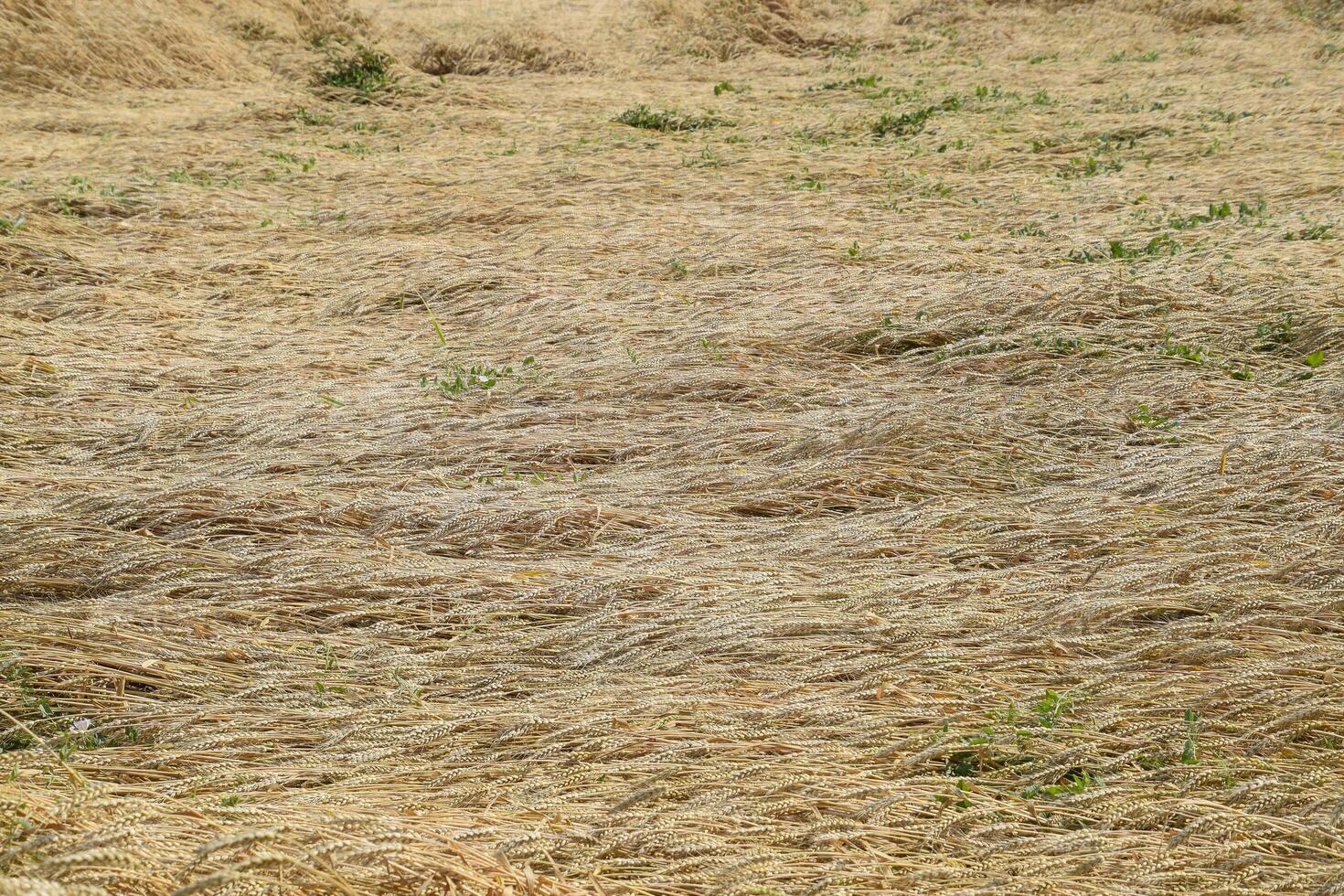 maduro trigo em a campo. espiguetas do trigo. colheita do grão. foto