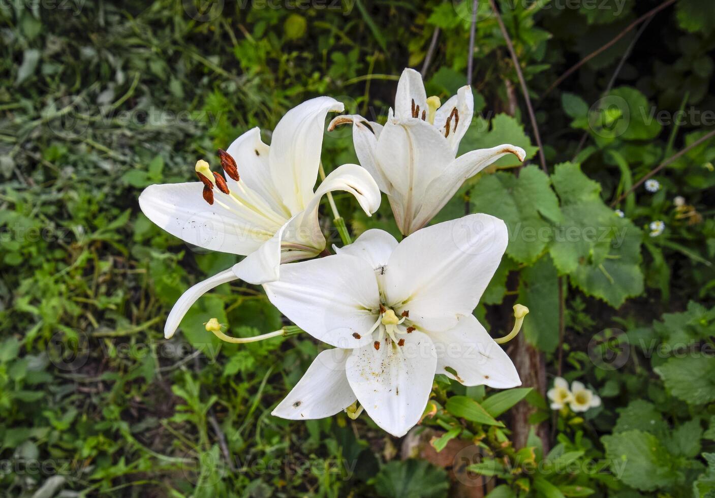 uma flor do uma branco lírio. pistilos e estames do branco lírio. foto