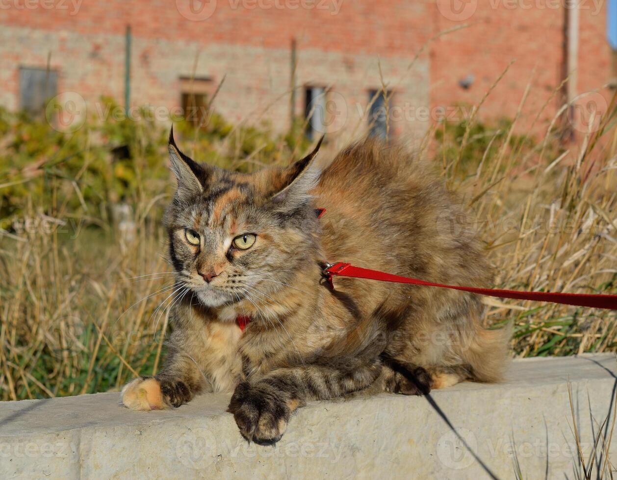 Mainecoon gato, gigante maine coon gato. Reprodução do de raça pura gatos às casa foto