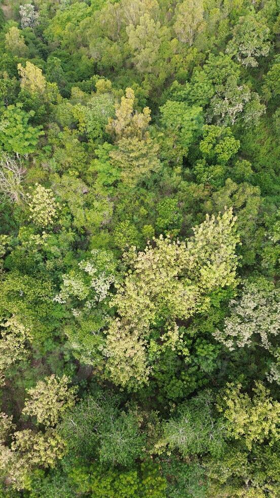 aéreo Visão do verde árvores dentro uma floresta. topo Visão a partir de zangão foto