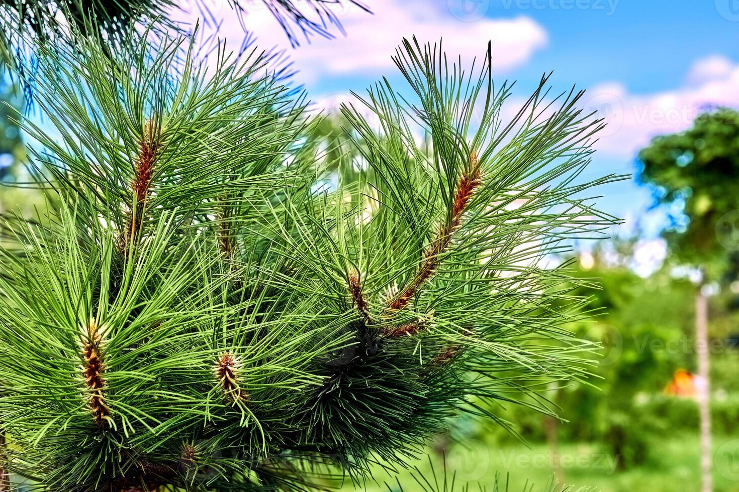 verde saturado abeto galhos com florescendo cones e agulhas foto