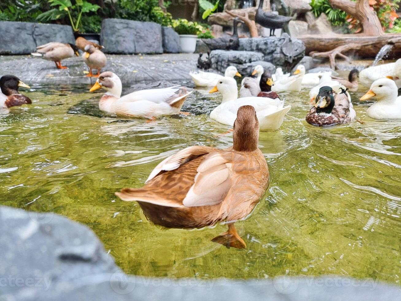 grupo do animal pena asa selvagem Castanho Pato natação em a água e comendo Comida . Pato natação dentro a Claro pântano água foto