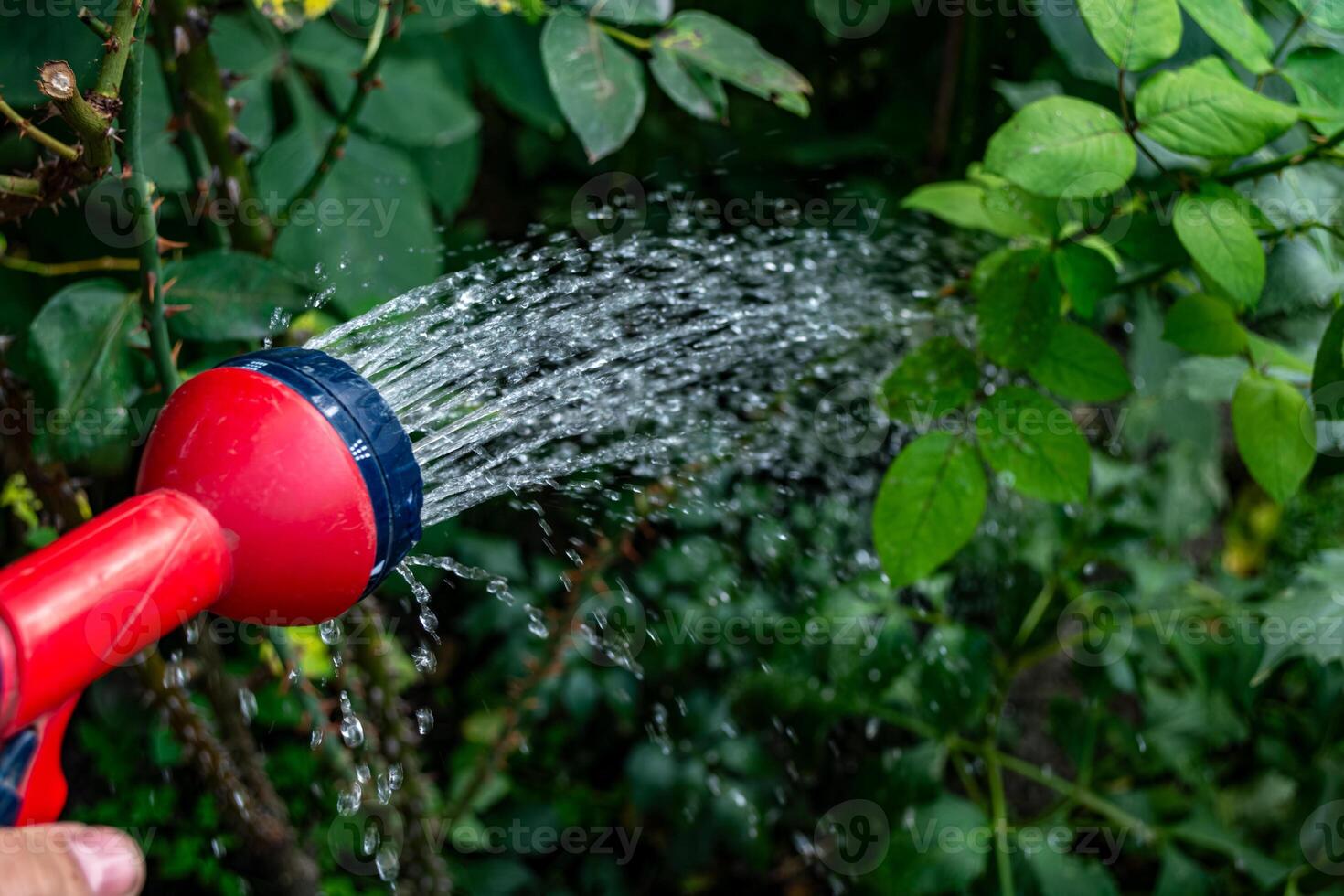 rega flores dentro uma verde verão jardim com uma vermelho rega pode. carinhoso para flores foto