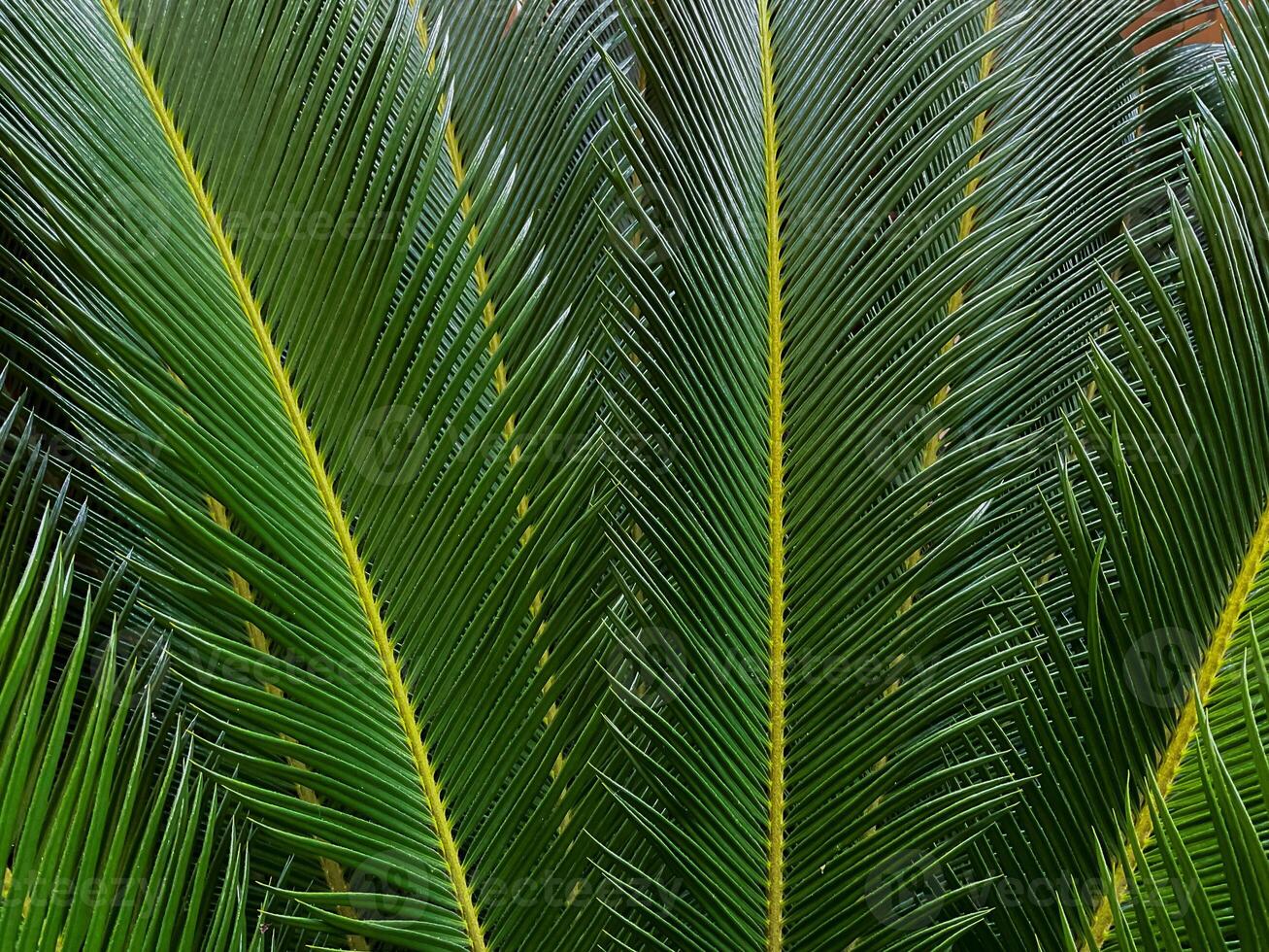 fechar acima do uma verde Palma folha. natural fundo e textura. foto