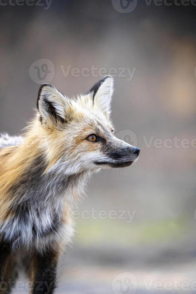 Raposa Caçando Canadá foto