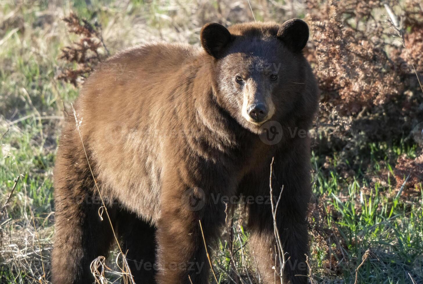 canela Preto Urso foto