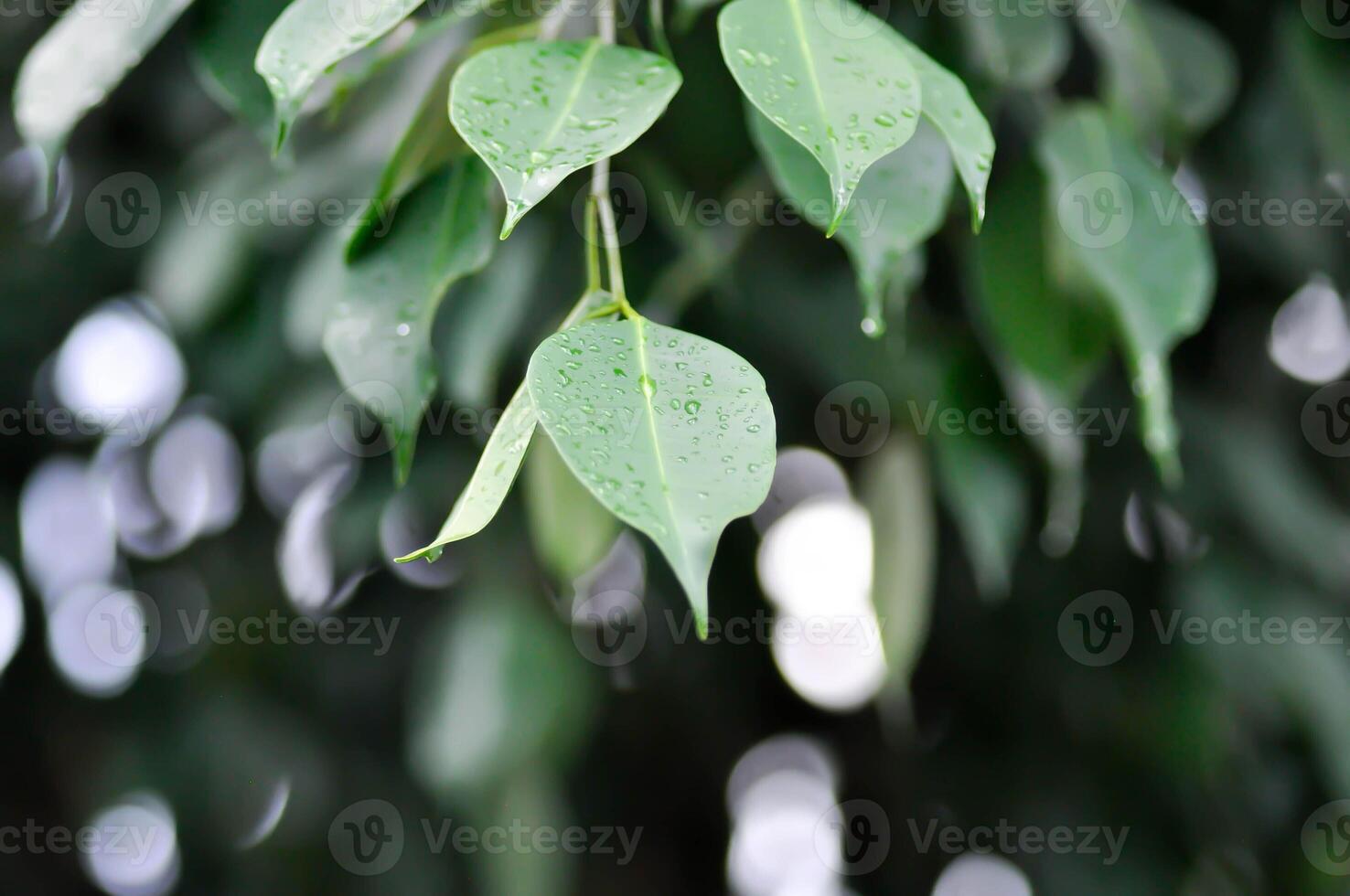 ficus benjamina eu, moraceae ou dourado FIG ou chorando FIG e chuva gotícula foto
