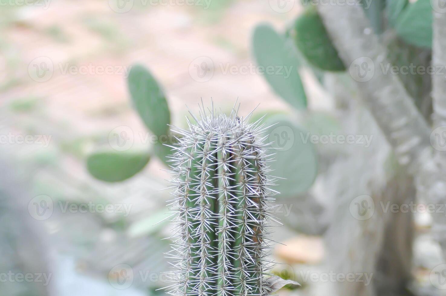 mamillaria , mamilária plumosa ou cacto plantar foto