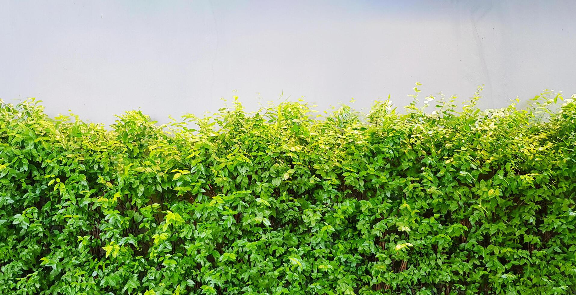 verde árvore plantar em branco concreto parede para fundo com acima cópia de espaço. beleza do natureza e padronizar conceito foto