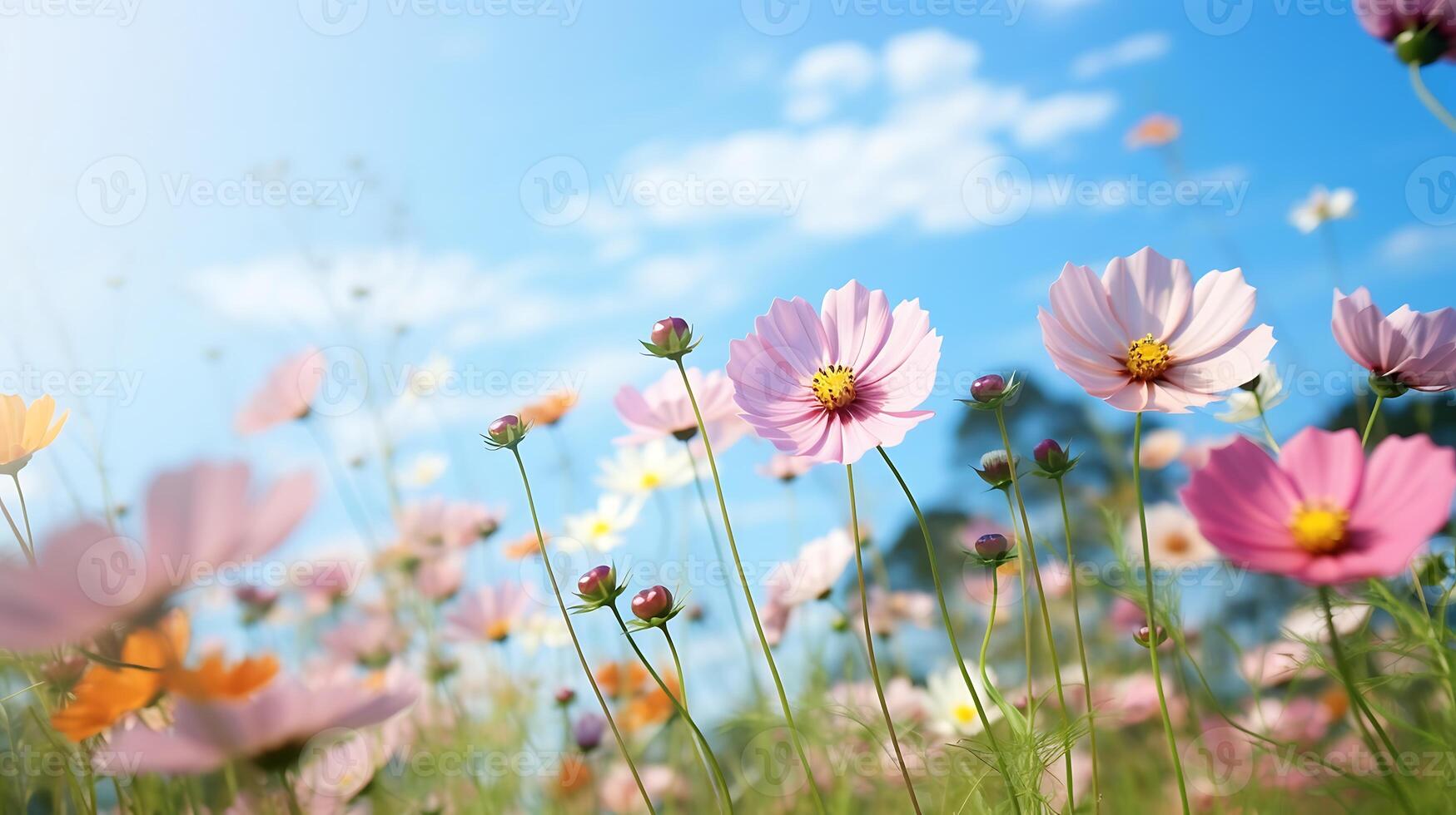 ai gerado campo do cosmos flores com azul céu e branco nuvens. Primavera natureza fundo foto