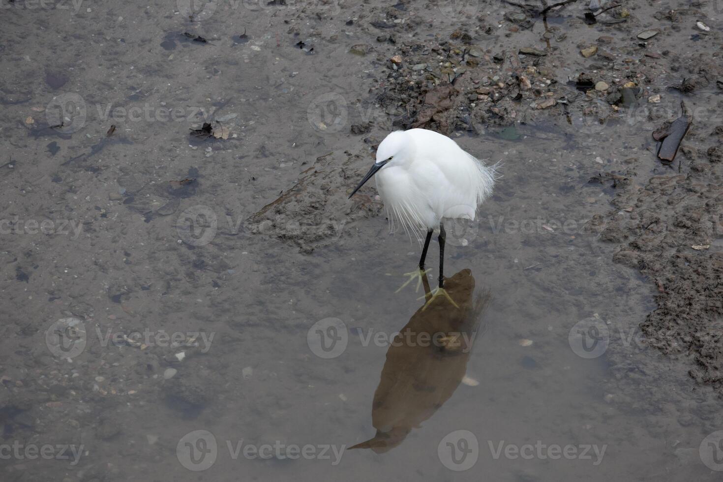 pequeno garça, egretta garzeta, dentro raso água às ponte do rei dentro Devon foto