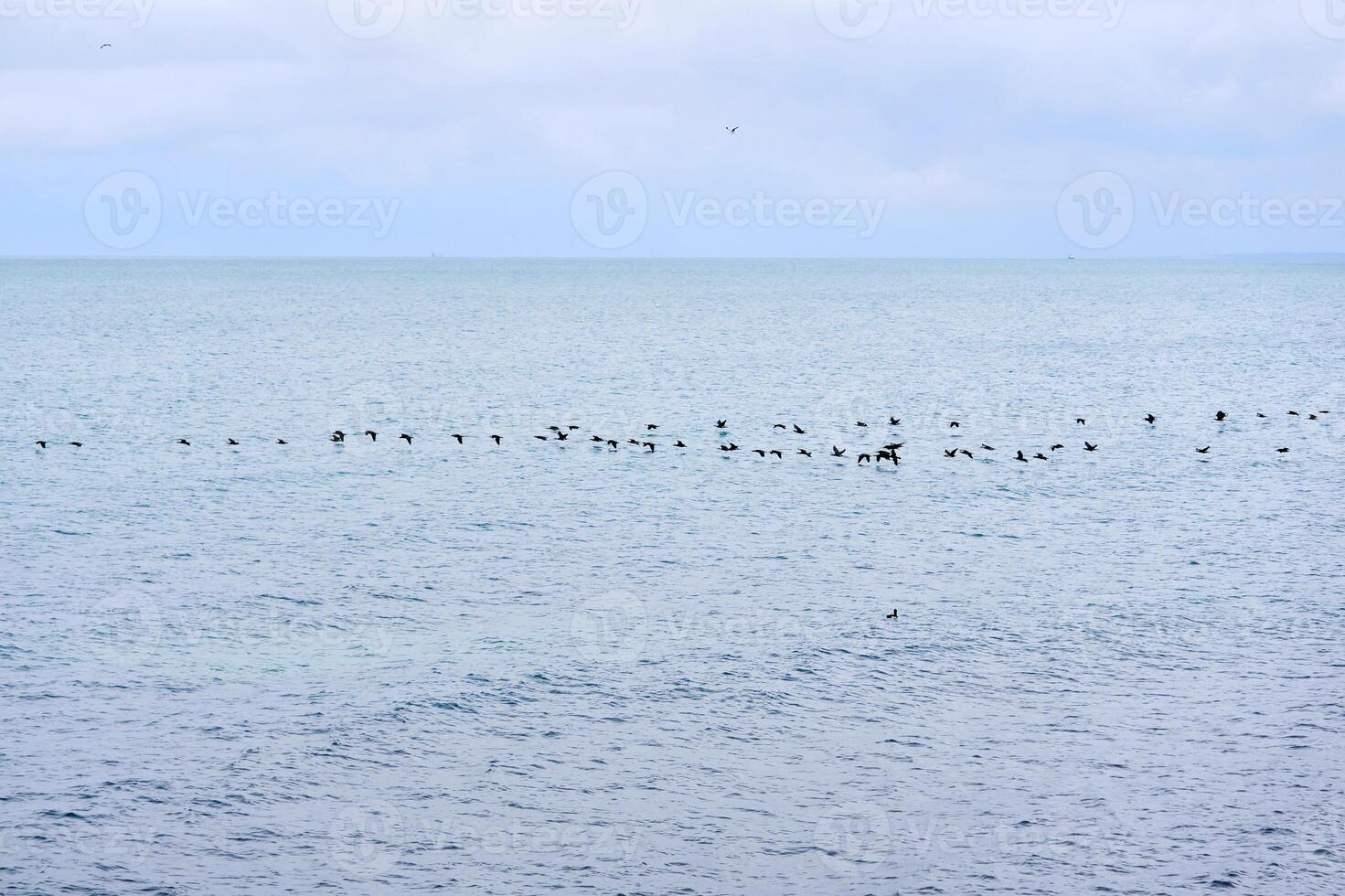 marinha com uma rebanho do migratório pássaros vôo baixo sobre a água foto