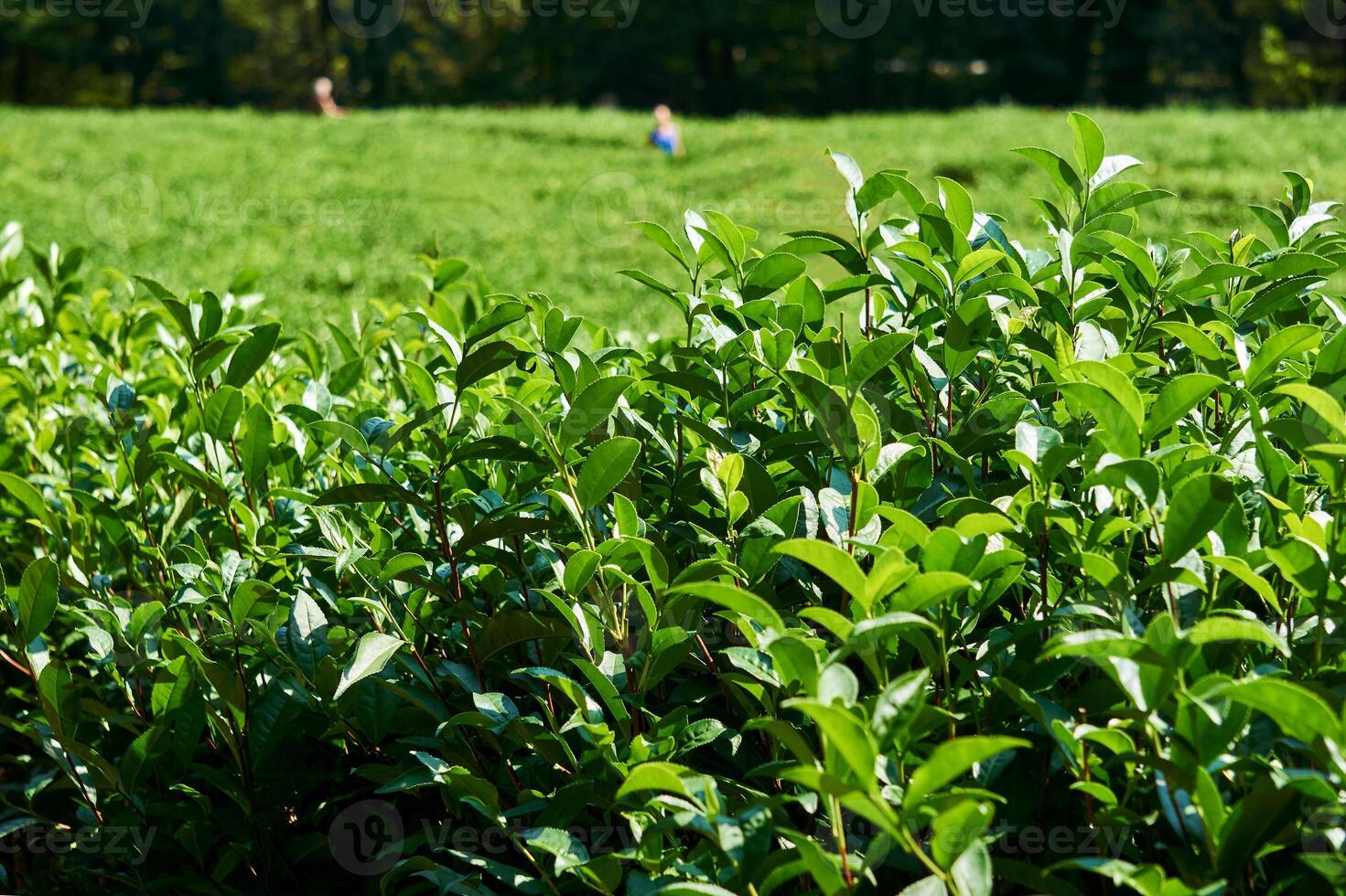 chá plantação - fechar-se folhas e borrado fundo foto