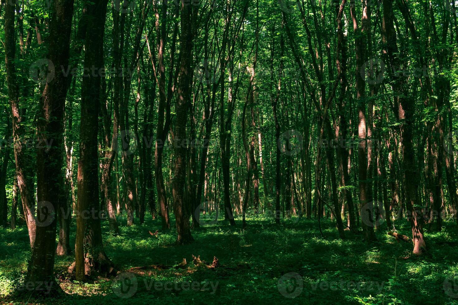 panorama dentro uma sombrio floresta matagal com denso vegetação rasteira foto