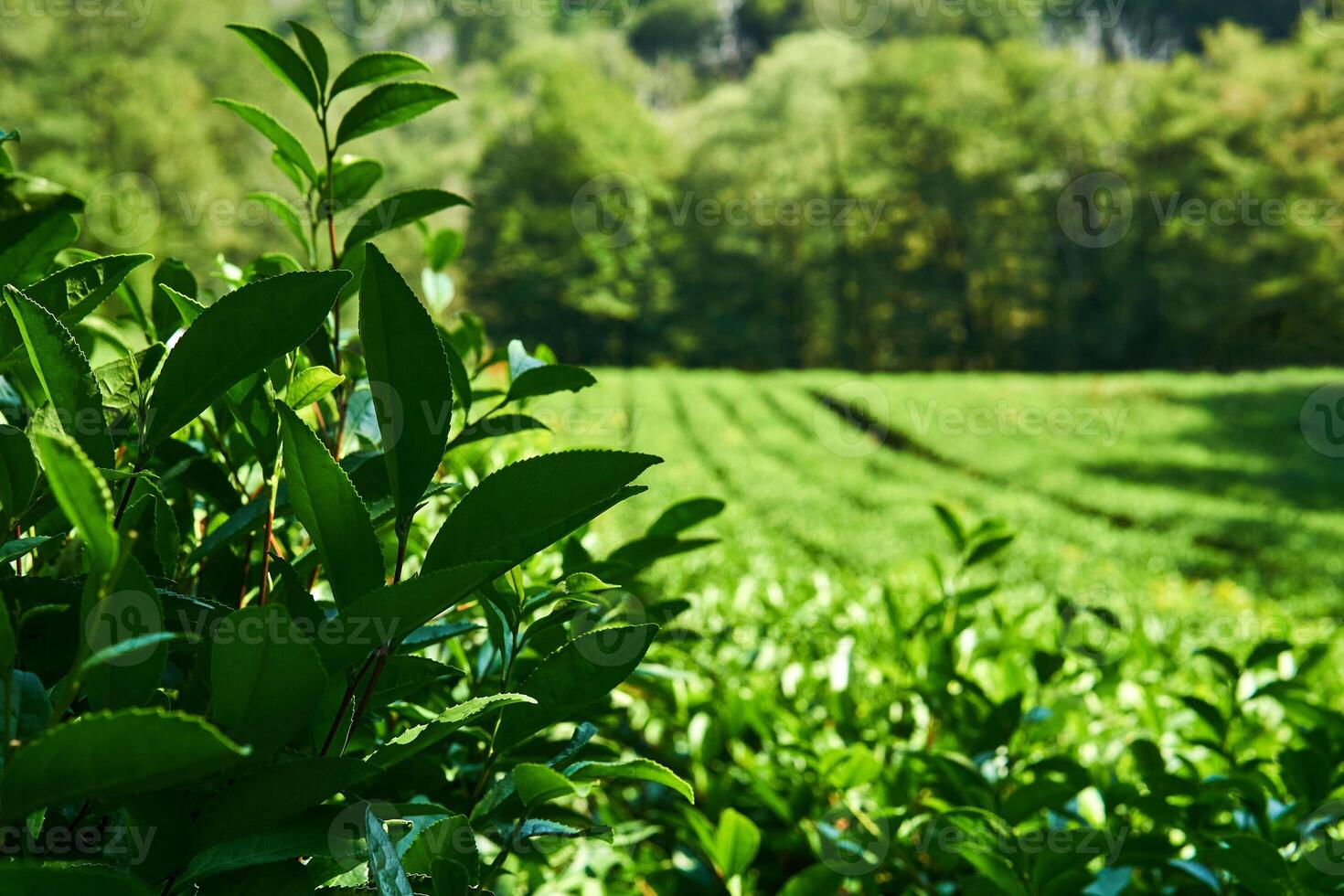 amadurecimento folhas do chá arbustos em a plantação foto
