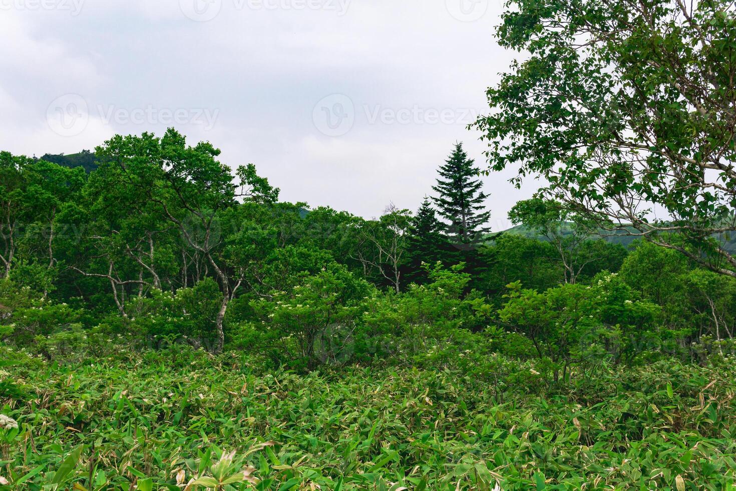 floresta panorama do kunashir ilha, monção costeiro floresta com curvado árvores e bambu matagais foto