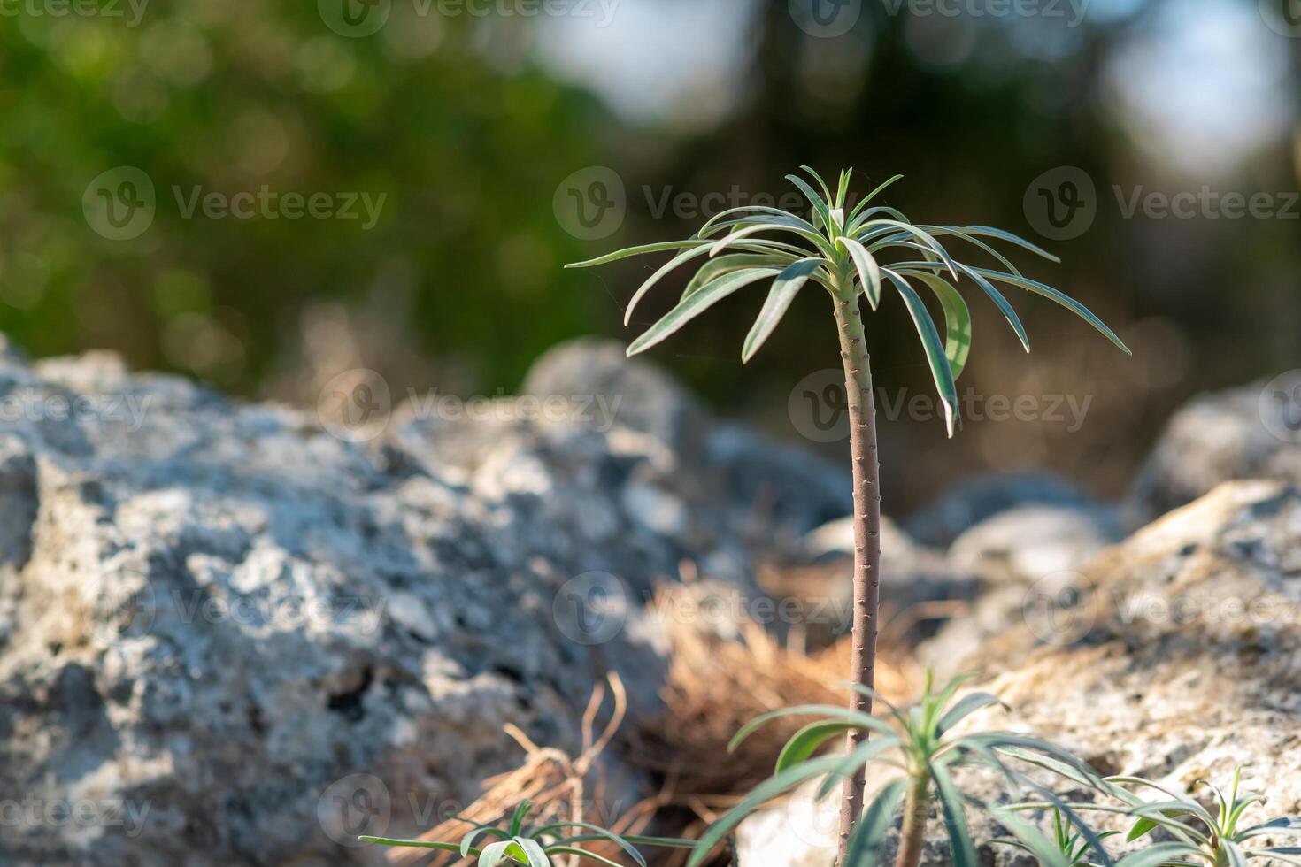 jovem plantar molucela laevis dentro Está natural meio Ambiente foto