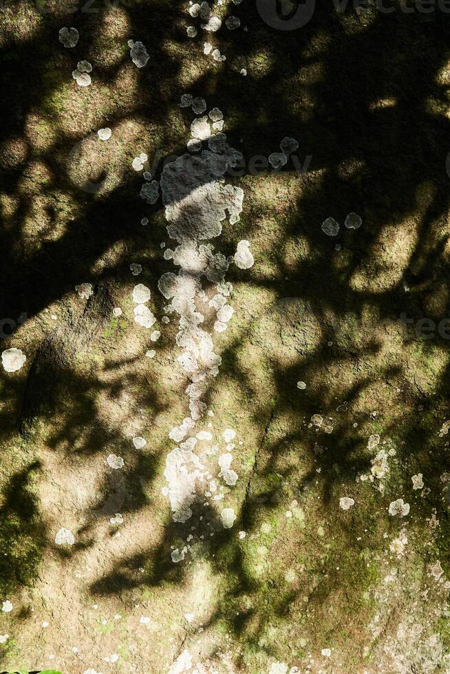 escala líquen em a superfície do uma natural pedra dentro a sombra do galhos foto