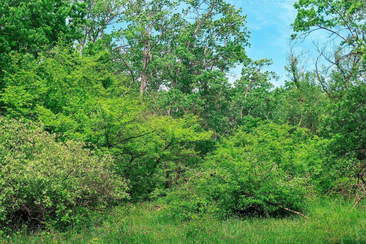 floresta paisagem, subtropical decíduo floresta do a hircaniano tipo dentro a Cáspio planície foto