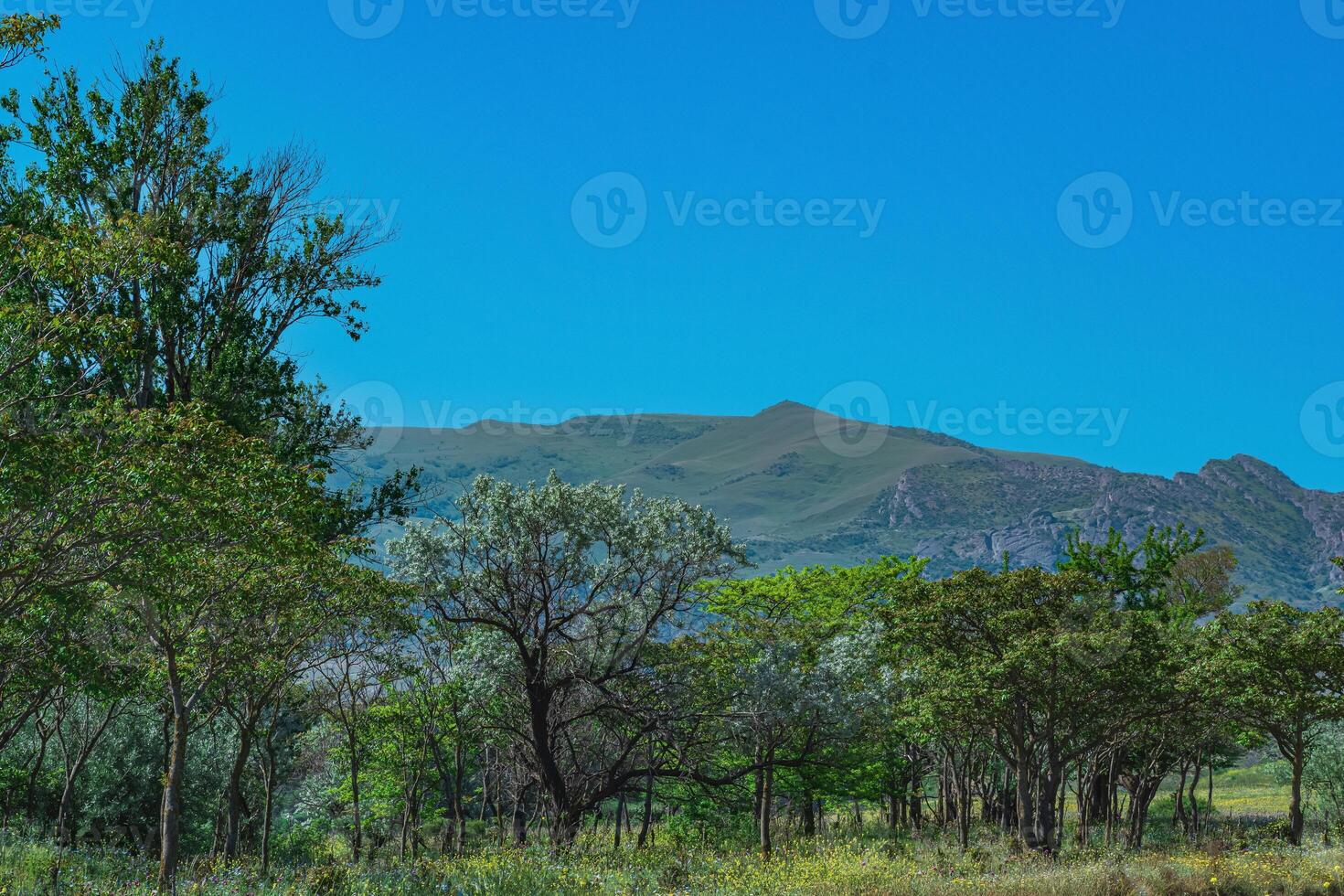 Primavera aberto bosques dentro a sopé do a Cáucaso montanhas dentro daguestão foto