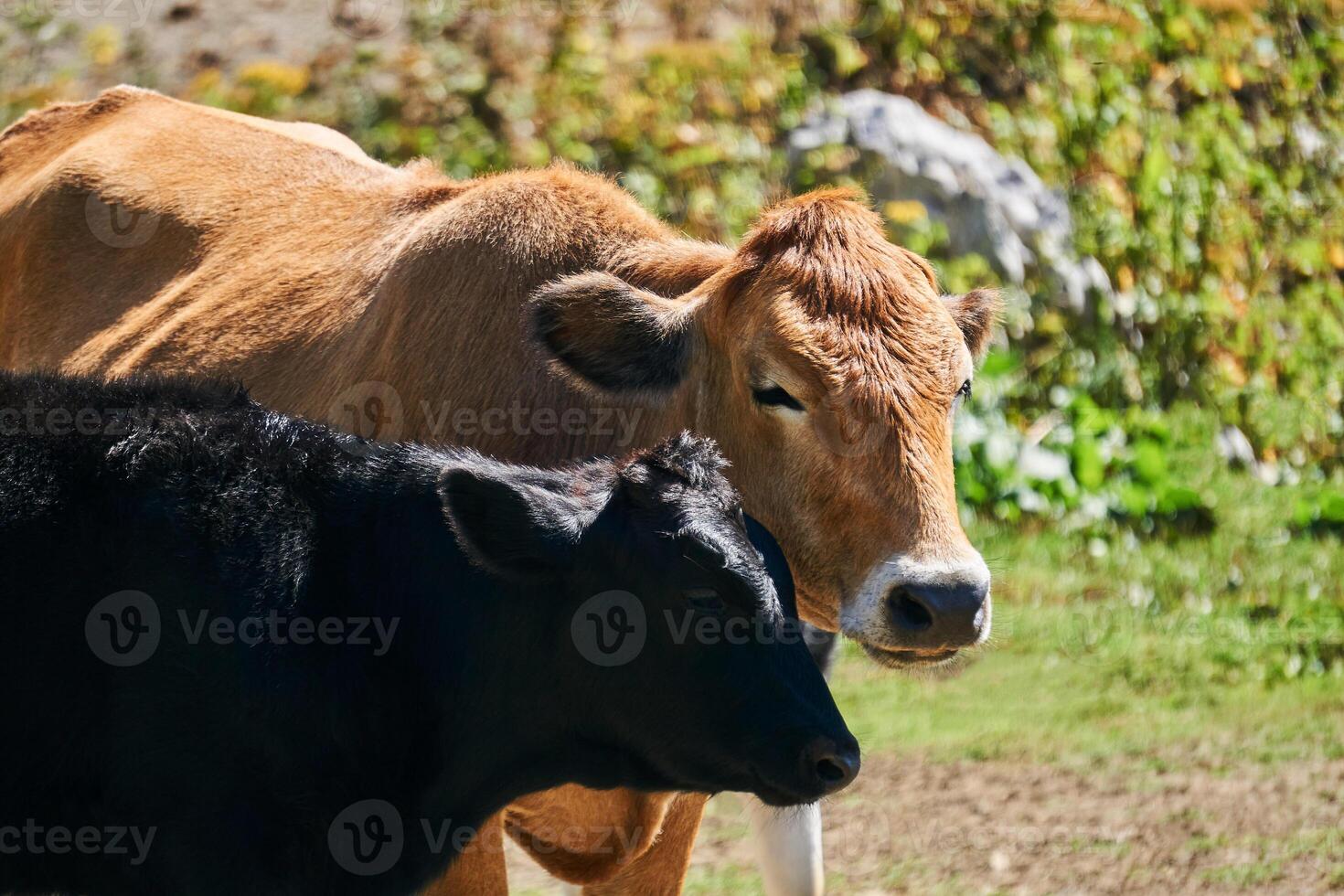 retrato do uma vaca com uma bezerro ao ar livre fechar acima foto