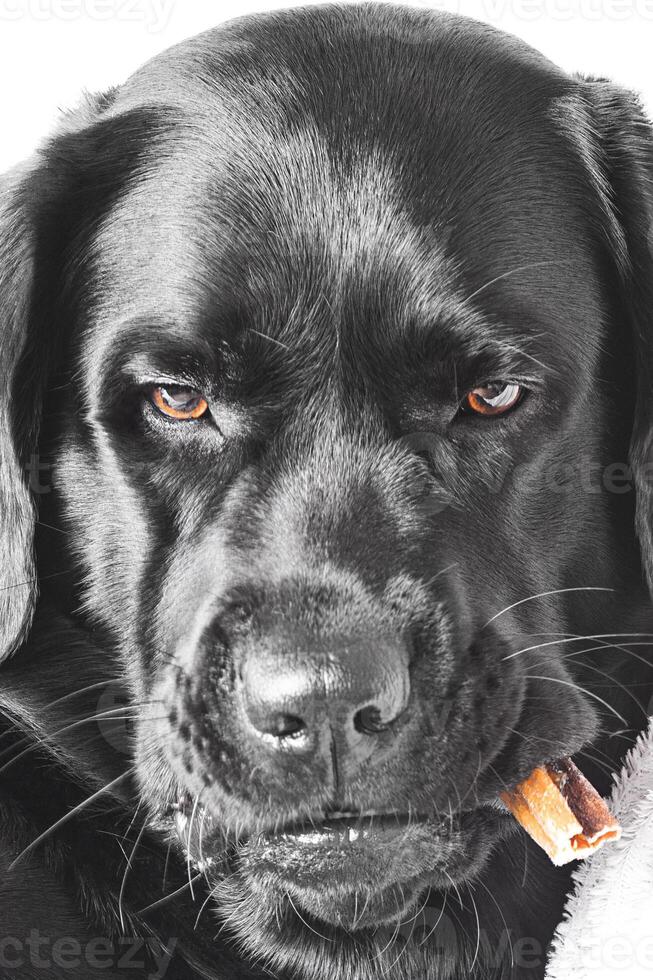uma cachorro do a labrador retriever procriar com guloseimas dentro Está boca. retrato do uma Preto cachorro. foto