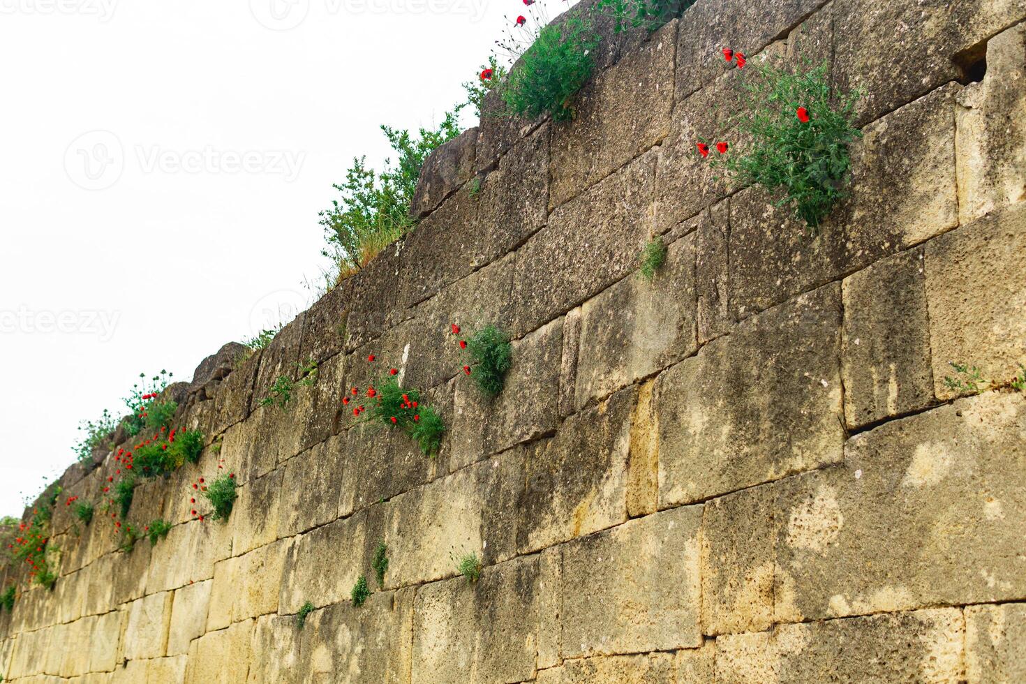 parede do a velho fortaleza com Relva e papoula flores crescendo dentro a rachaduras do a alvenaria foto