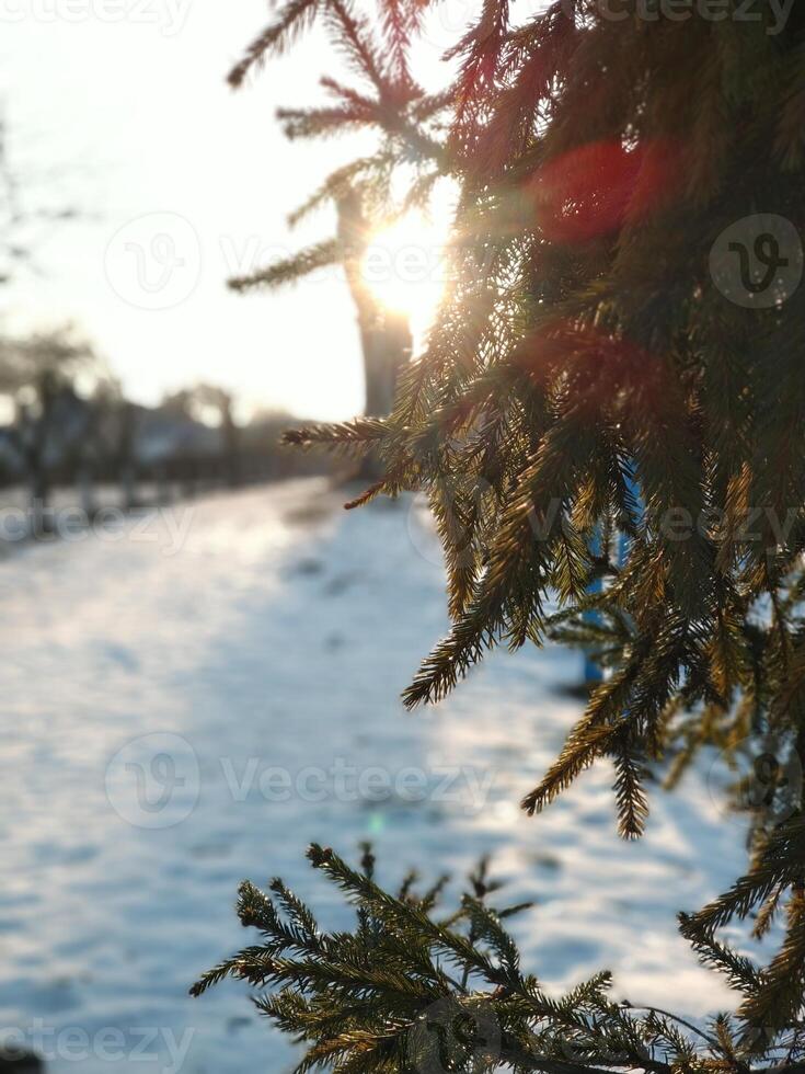 galhos do uma Natal árvore e a raios do a brilhante Sol entre eles em uma inverno dia foto