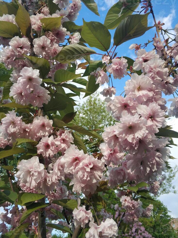 a árvore floresce dentro a Rosa cor do uma Primavera dia foto