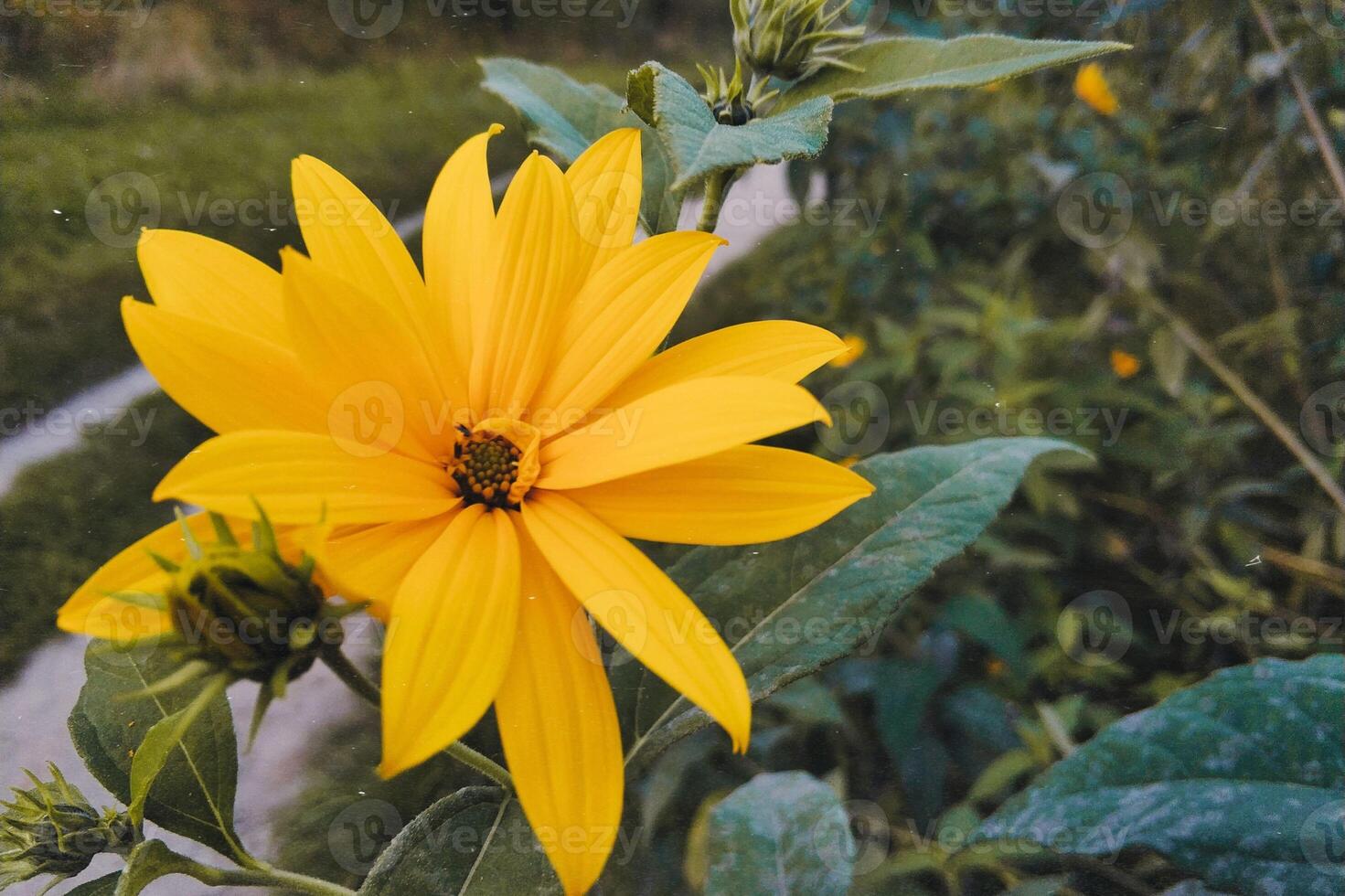 close-up de uma flor amarela foto