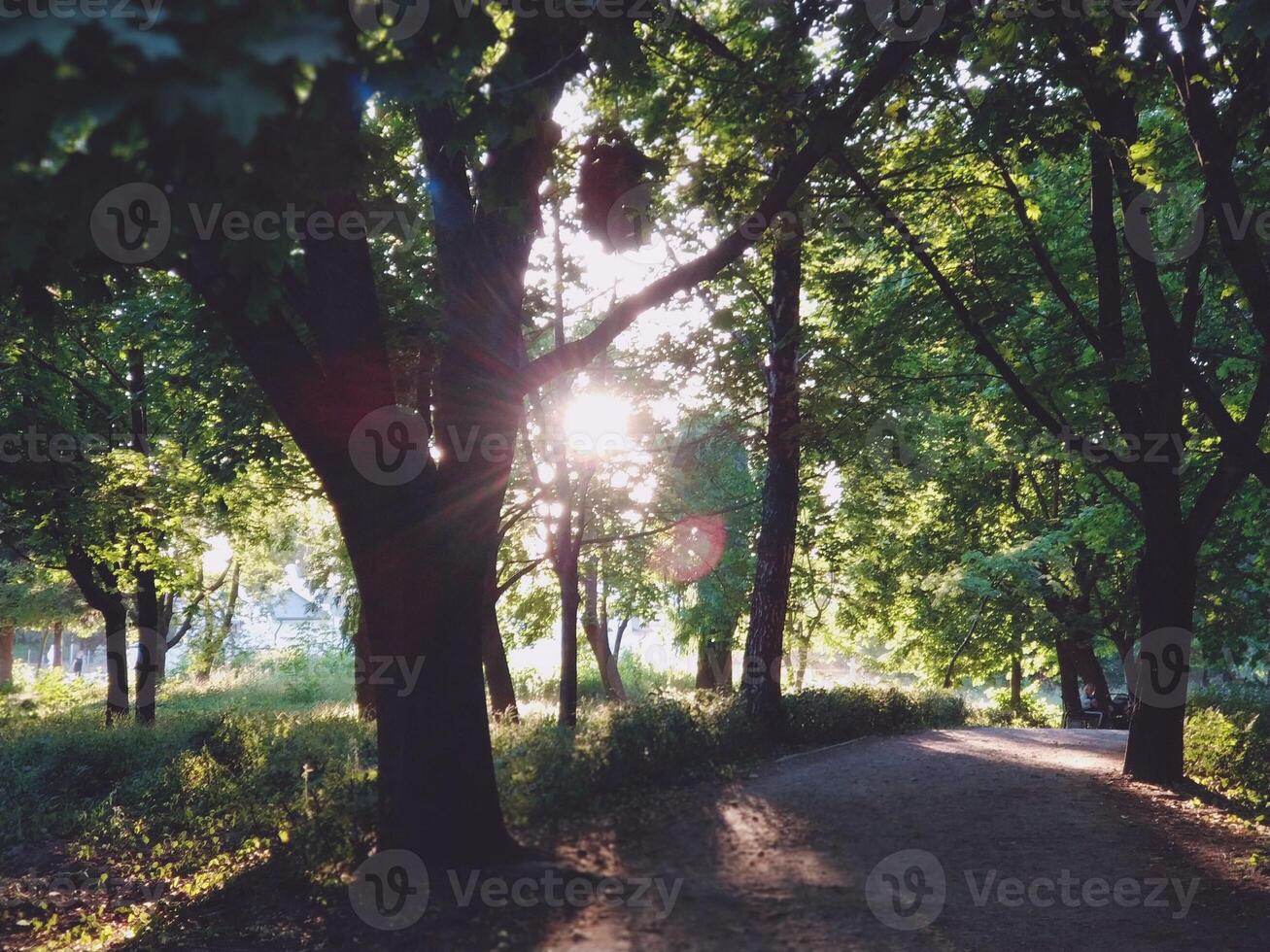 uma lindo Visão do uma parque com árvores e uma brilhante Sol brilhando através a galhos foto