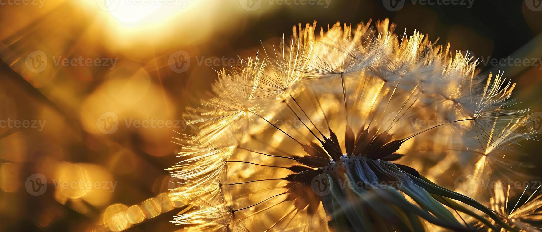 ai gerado fechar-se do uma dente de leão semente cabeça iluminado de caloroso dourado luz solar foto