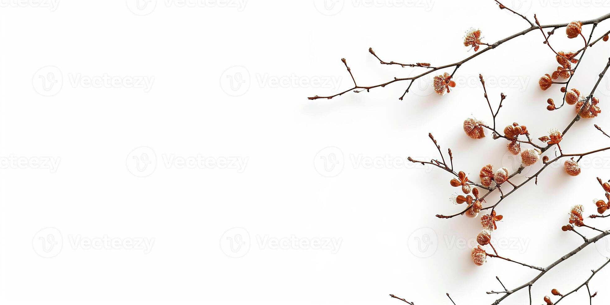 ai gerado brotos e brotos emergente a partir de árvore galhos em uma branco fundo com cópia de espaço. florescendo natureza, primavera, crescimento Projeto recurso elemento foto