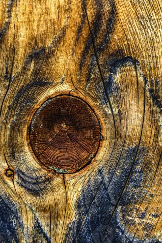 uma nó dentro a madeira foto