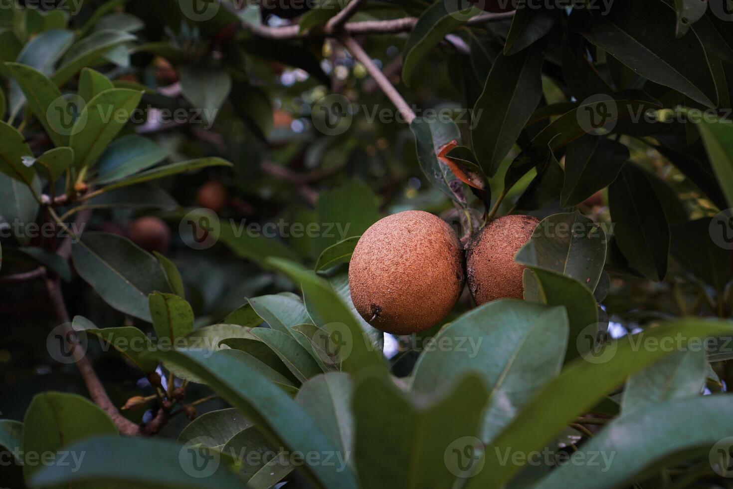 sapoti é uma tropical fruta encontrado dentro México, Índia e Indonésia, sapoti é Castanho e oval dentro forma e sabores doce foto