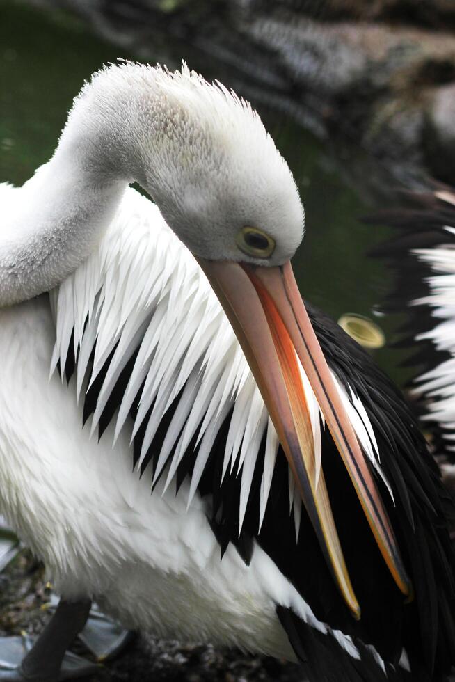 uma grupo do pelicanos natação dentro a lagoa perseguindo peixe foto