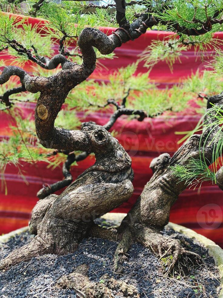 bonsai árvore dentro uma decorativo Panela foto