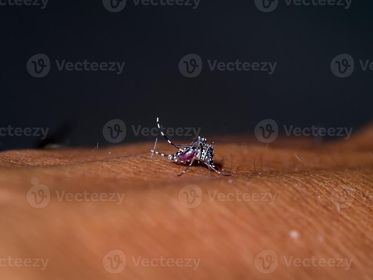 mosquitos estão sucção sangue em a pele. foto