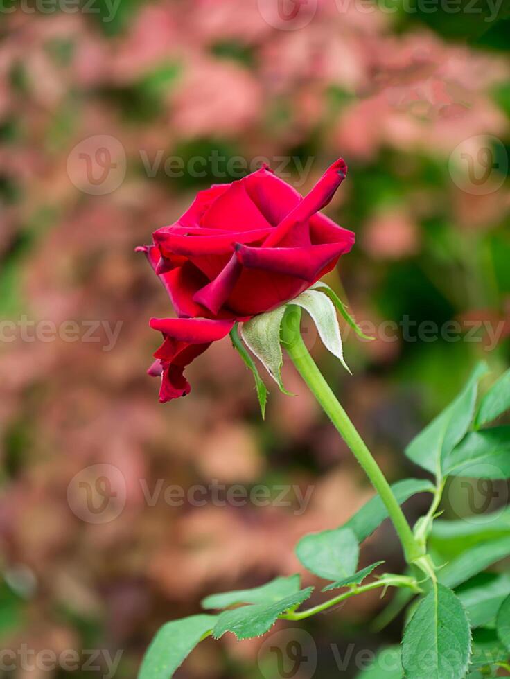 Sombrio vermelho rosa flor. foto