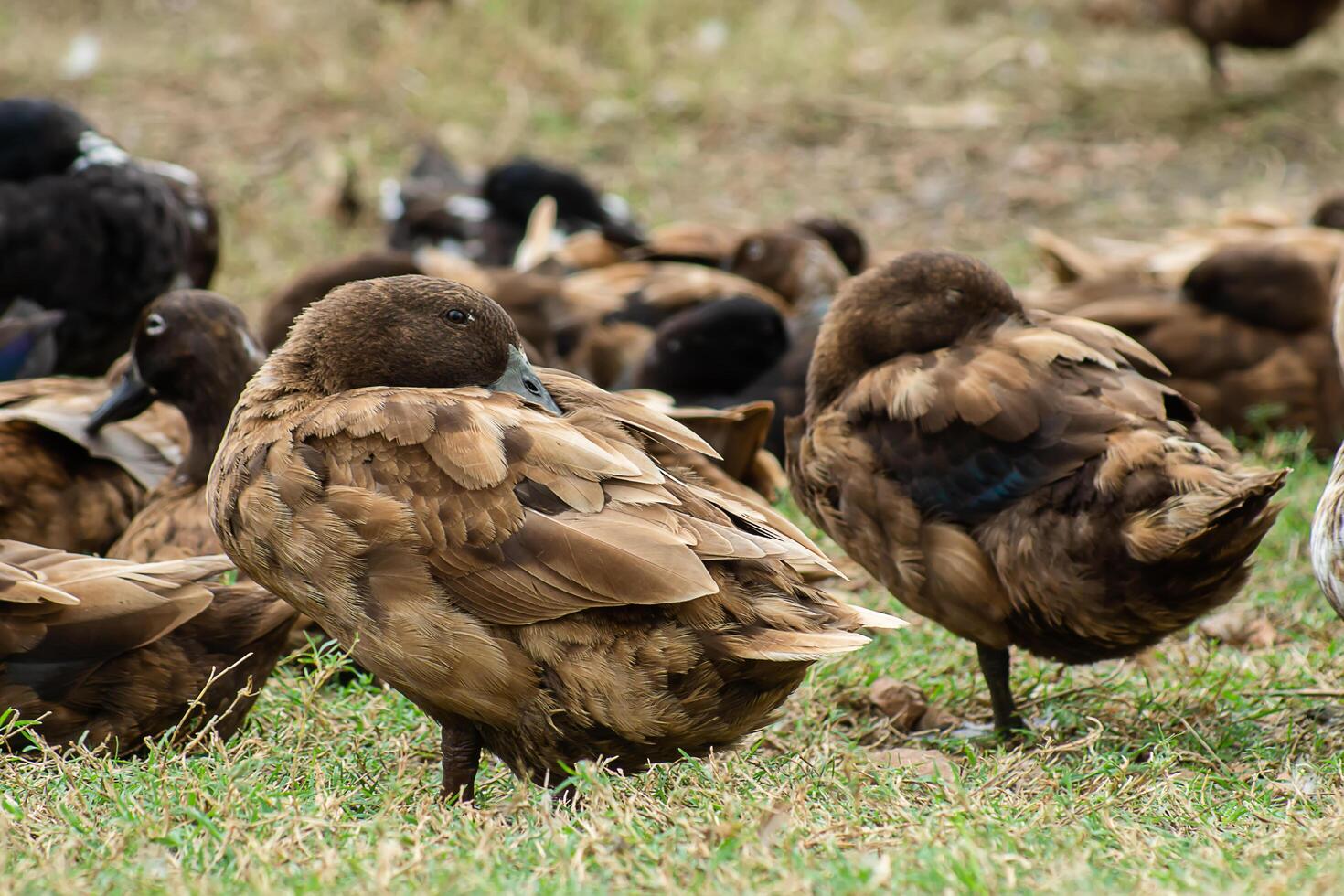 fechar acima imagem do uma Pato dormindo foto