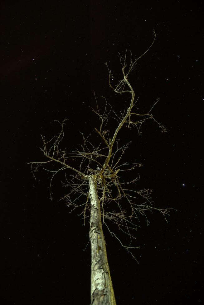 morto árvore com Estrela fundo foto