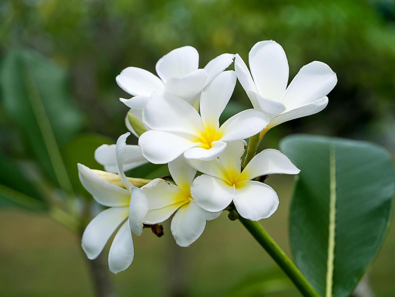 close-up de flor de frangipani foto