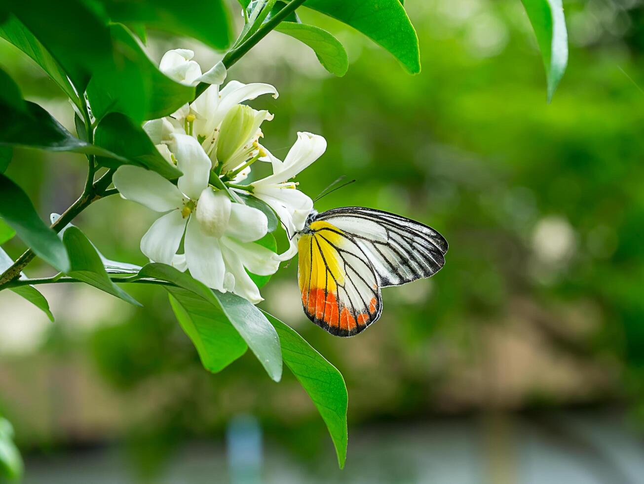 flor de jasmim laranja foto