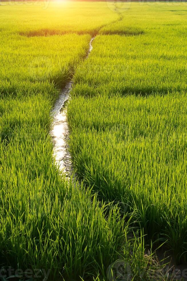 verde folha do arroz plantar dentro arroz campo foto